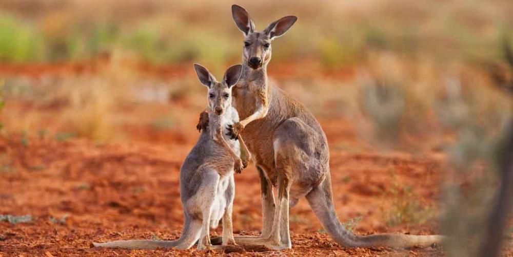 En Australia proponen sacrificar millones de canguros para que no “mueran de hambre”